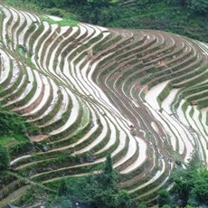 Dragon's Backbone rice terraces